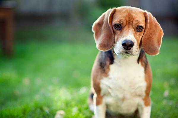 Puppy Bowl bound: Beagle rescued from Virginia dog breeding facility to play in 2023′s big game