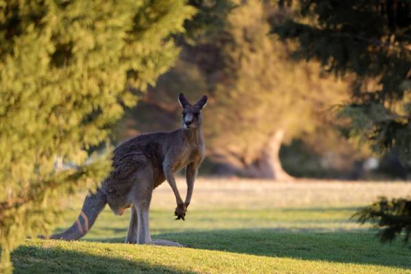 Kangaroo on the loose in northeastern Ohio, police say